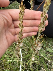 Omalotheca sylvatica