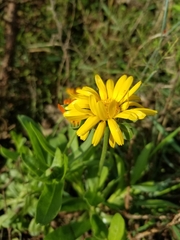 Hieracium sabaudum