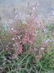 Veronica anagallis-aquatica