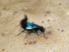 Philonthus caeruleipennis