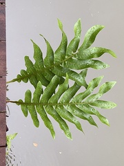 Microsorum scolopendria