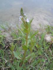 Veronica anagallis-aquatica