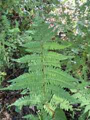Athyrium asplenioides