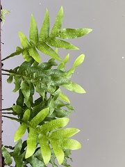 Microsorum scolopendria
