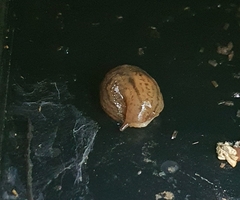Ambigolimax valentianus