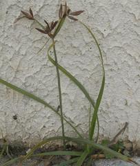 Cyperus longus