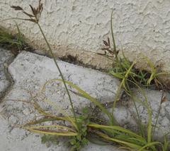 Cyperus longus