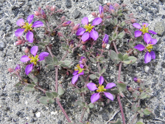 Fagonia chilensis