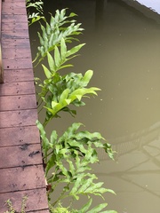 Microsorum scolopendria