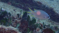 Chromis lubbocki