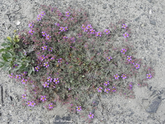 Fagonia chilensis