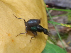 Philonthus caeruleipennis