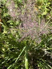 Agrostis gigantea