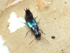 Philonthus caeruleipennis