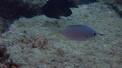 Chromis lubbocki