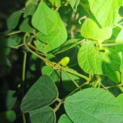 Rhynchosia volubilis