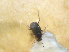 Philonthus caeruleipennis