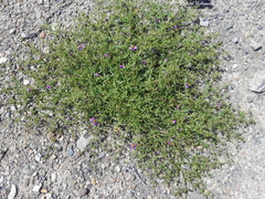 Fagonia chilensis