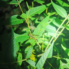 Rhynchosia volubilis