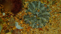 Actinostella flosculifera