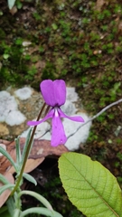 Pinguicula moranensis