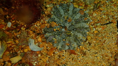 Actinostella flosculifera