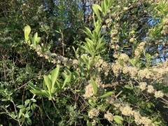 Gymnosporia maranguensis