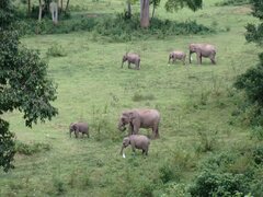 Elephas maximus indicus