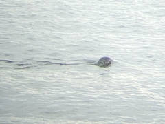 Phoca vitulina vitulina