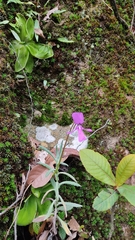 Pinguicula moranensis