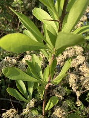 Gymnosporia maranguensis