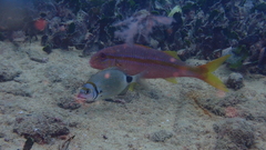 Mulloidichthys martinicus