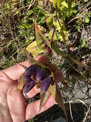 Gentiana clausa