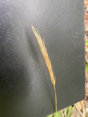 Hordelymus europaeus