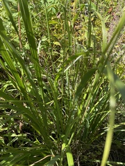 Agrostis gigantea