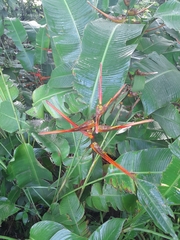 Heliconia latispatha