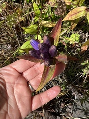 Gentiana clausa