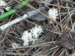 Clavulina coralloides
