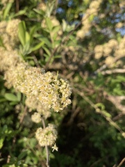 Gymnosporia maranguensis