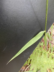 Hordelymus europaeus