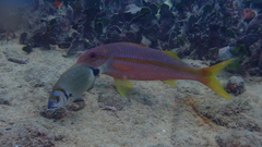 Mulloidichthys martinicus