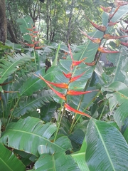 Heliconia latispatha