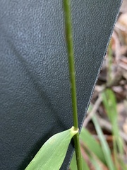 Hordelymus europaeus