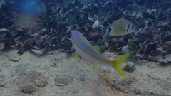 Mulloidichthys martinicus