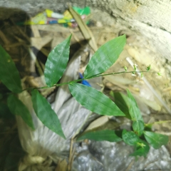 Oplismenus hirtellus