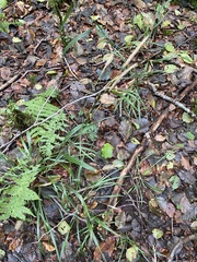 Hordelymus europaeus