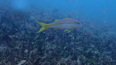 Mulloidichthys martinicus