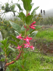 Fuchsia lycioides