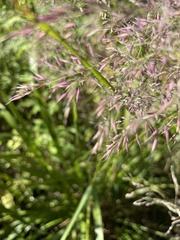 Agrostis gigantea