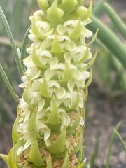 Satyrium bicallosum